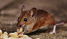 24 Hour & Emergency Exterminators in Joint Base Pearl Hbr Hickam, HI